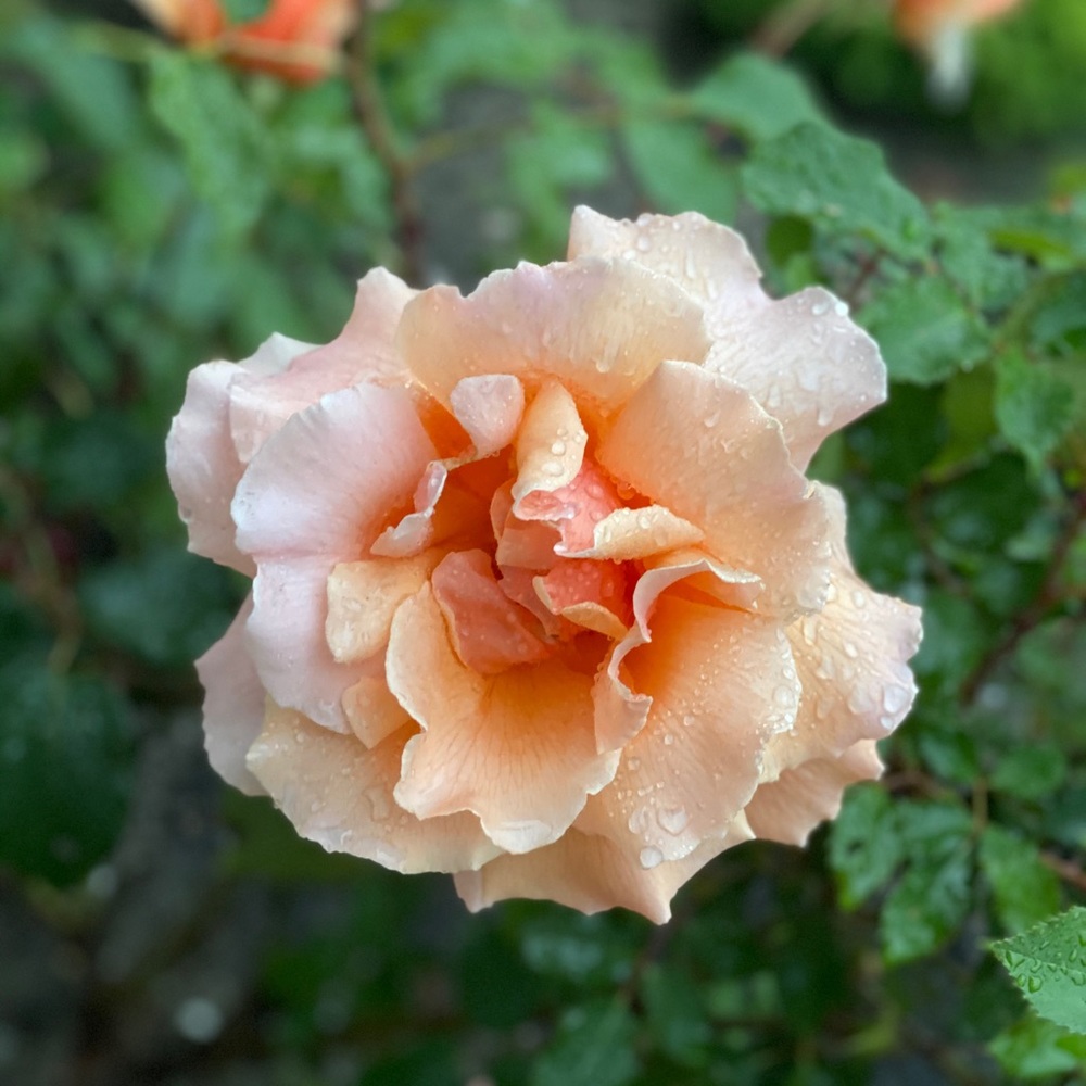 Meet your Posher, Jackie